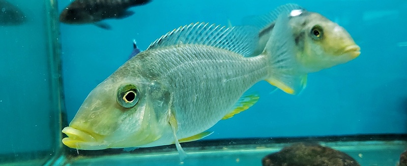 Taeniolethrinops furcicauda